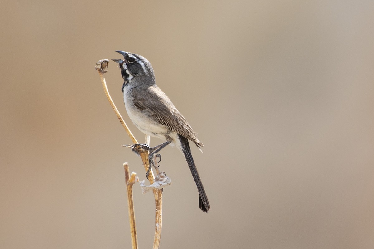 Black-throated Sparrow - ML620624815