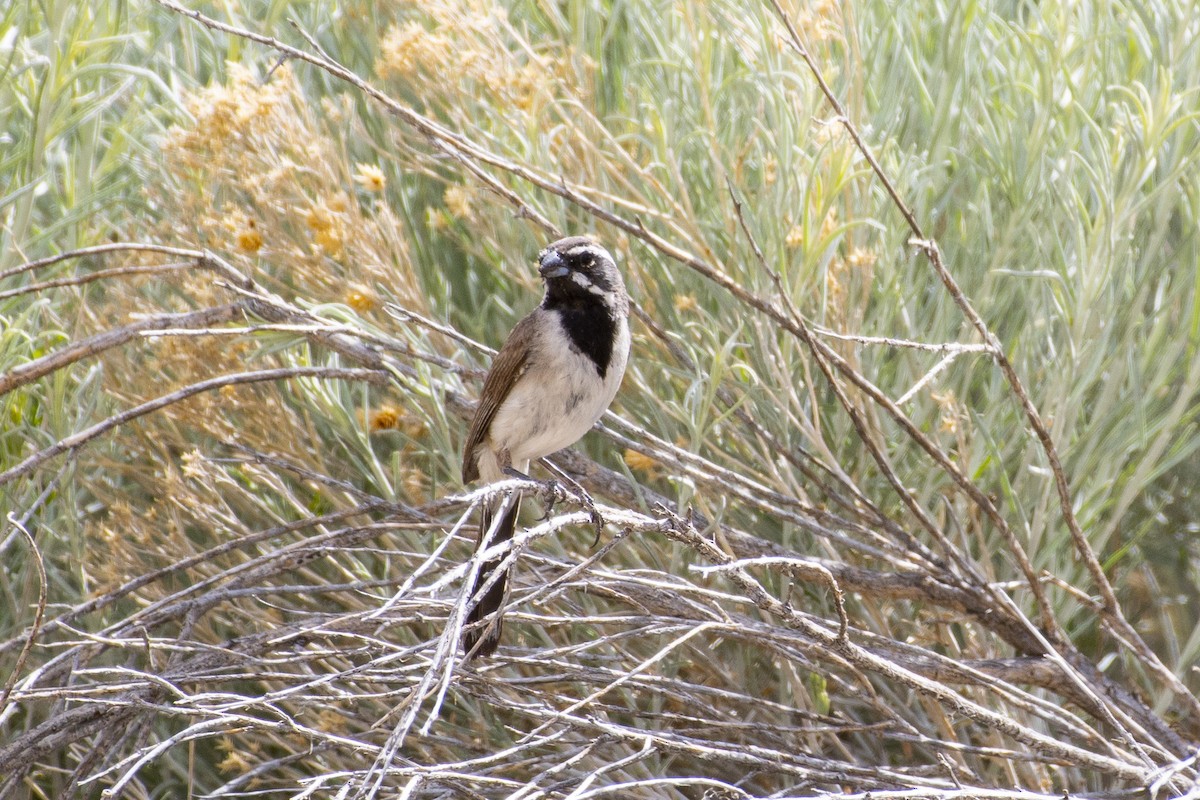 Black-throated Sparrow - ML620624816