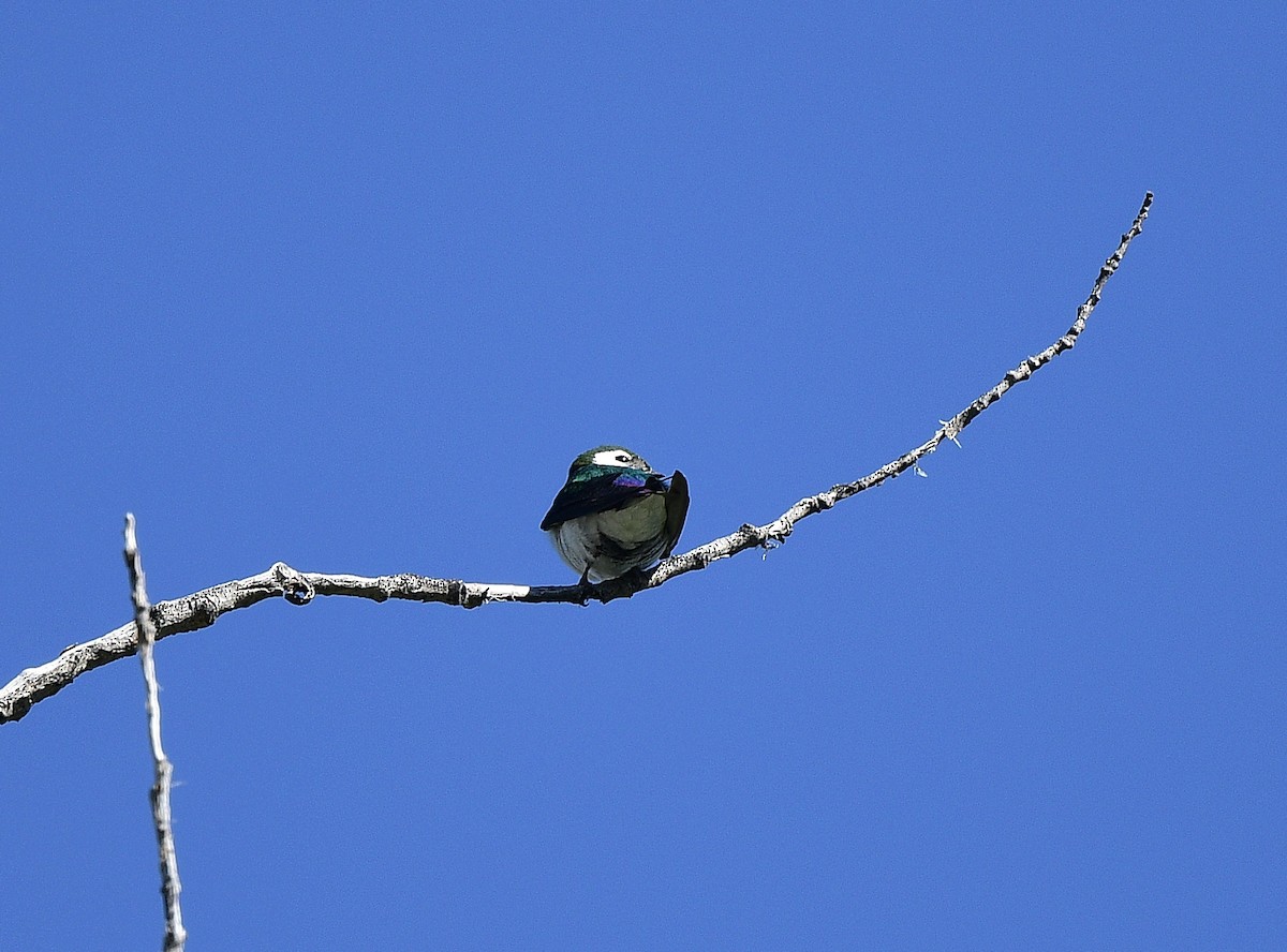 Violet-green Swallow - ML620624819