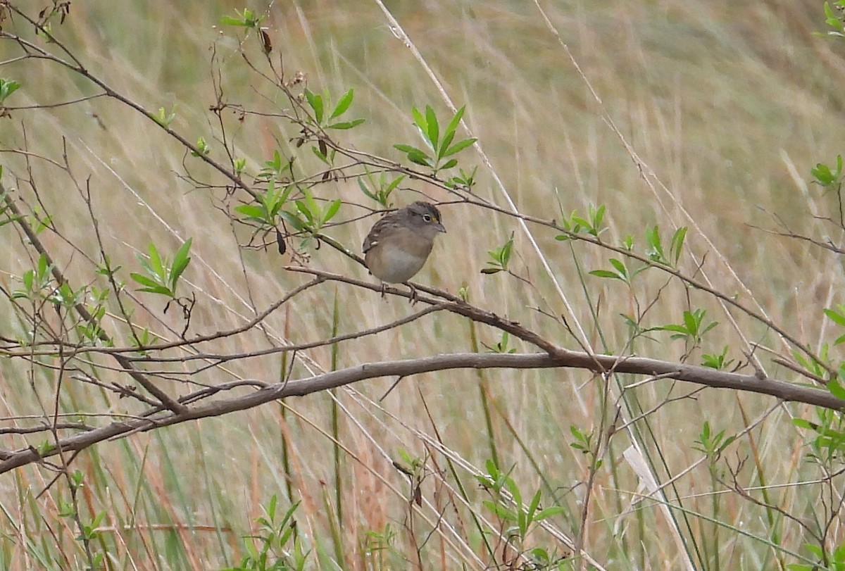 Grassland Sparrow - ML620624820