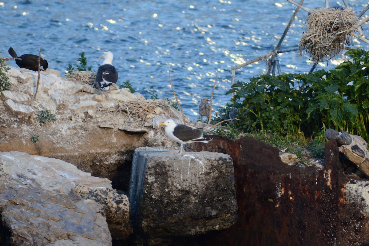 Great Black-backed Gull - ML620624823