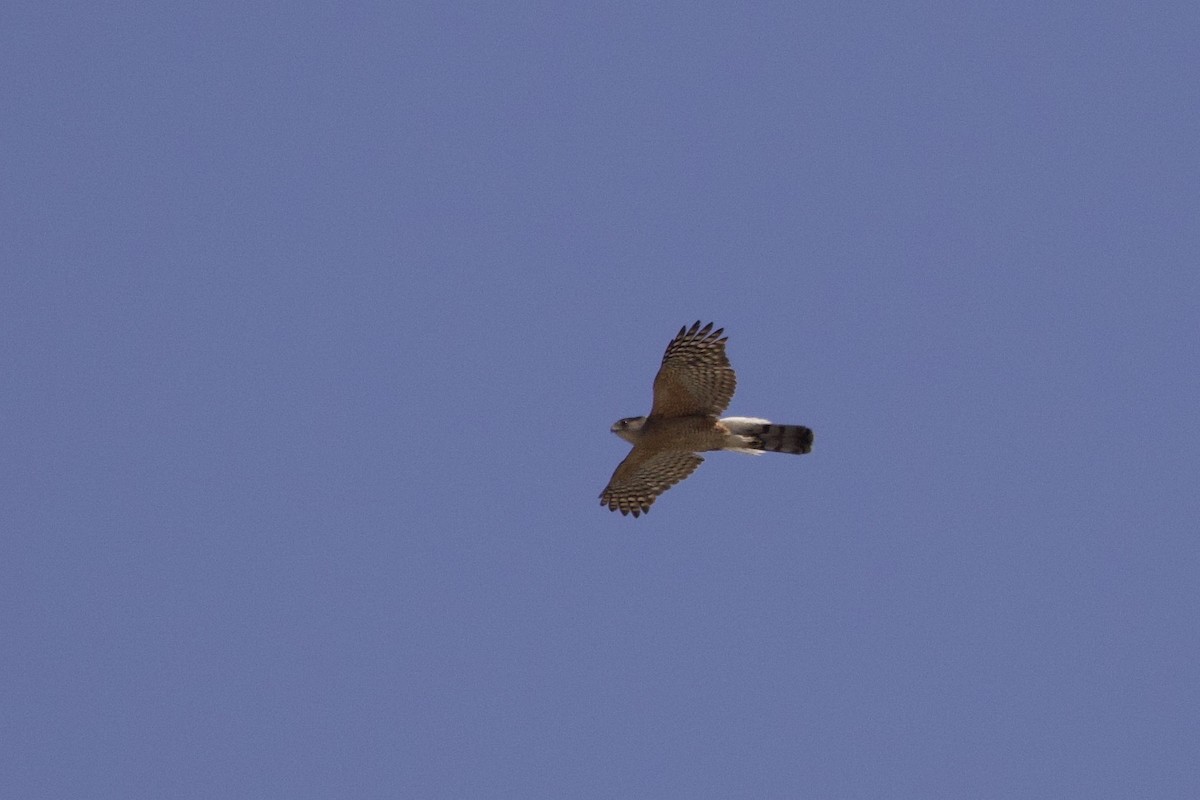 Cooper's Hawk - ML620624826