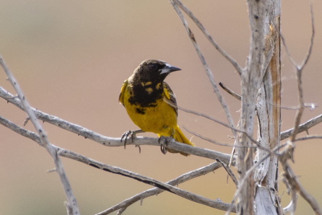 Oriole jaune-verdâtre - ML620624829