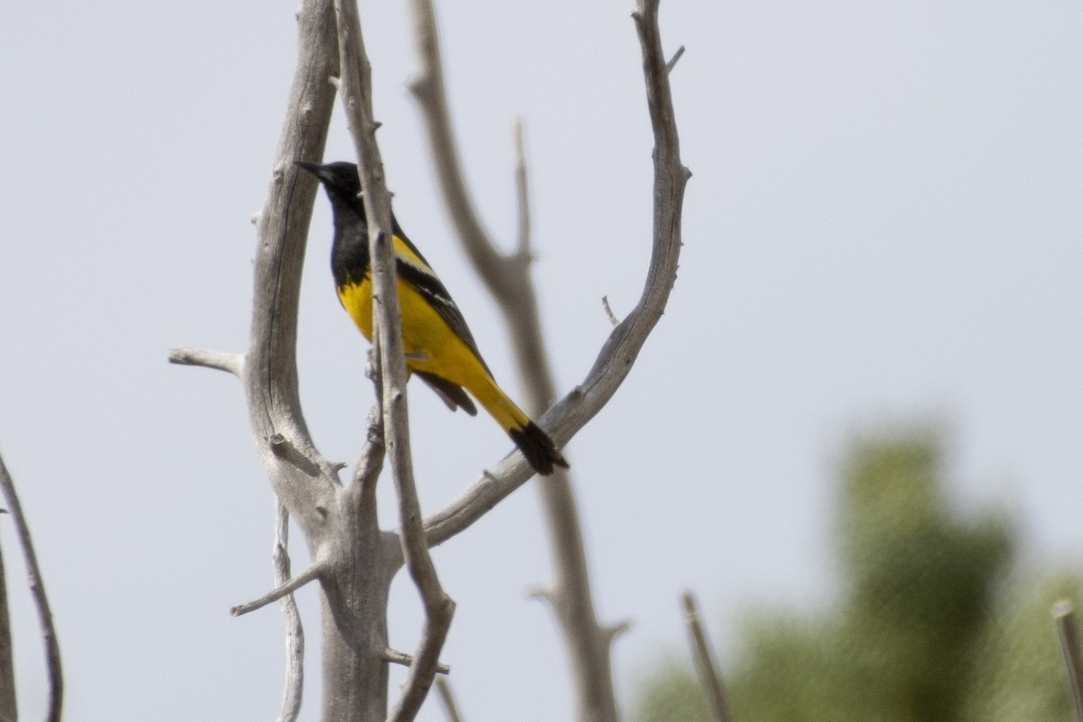 Oriole jaune-verdâtre - ML620624832