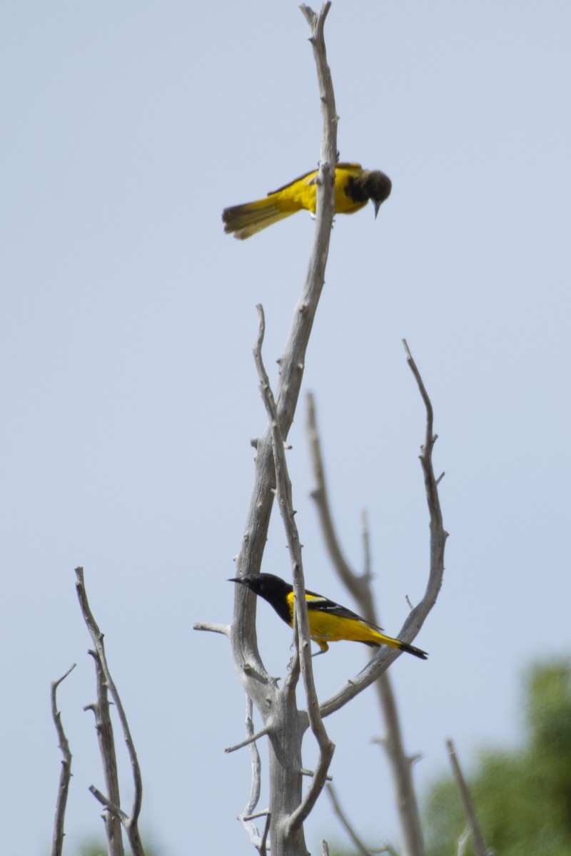 Oriole jaune-verdâtre - ML620624833