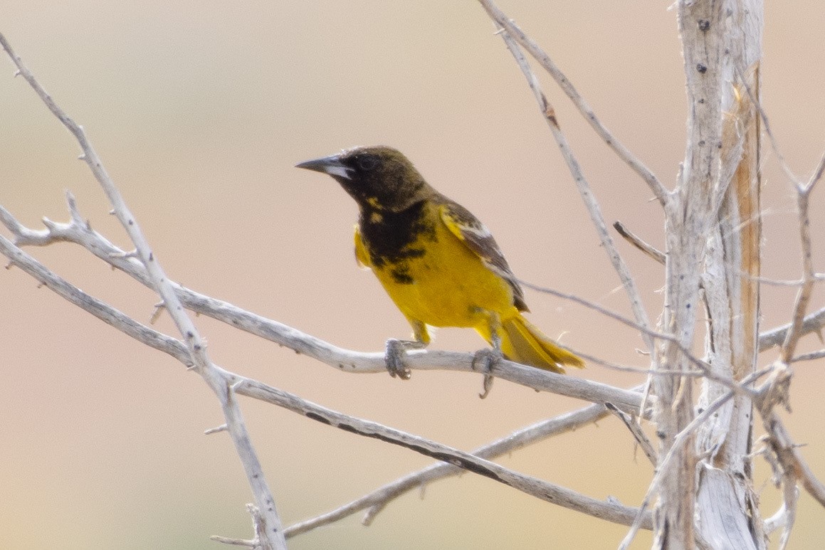 Oriole jaune-verdâtre - ML620624834