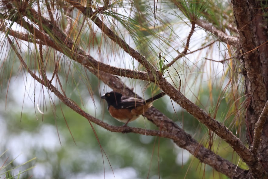 Eastern Towhee - ML620624836