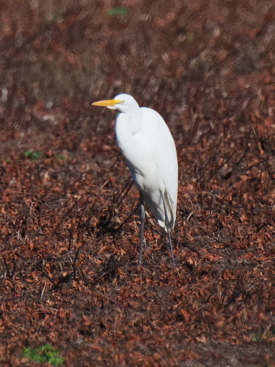 Great Egret - ML620624838