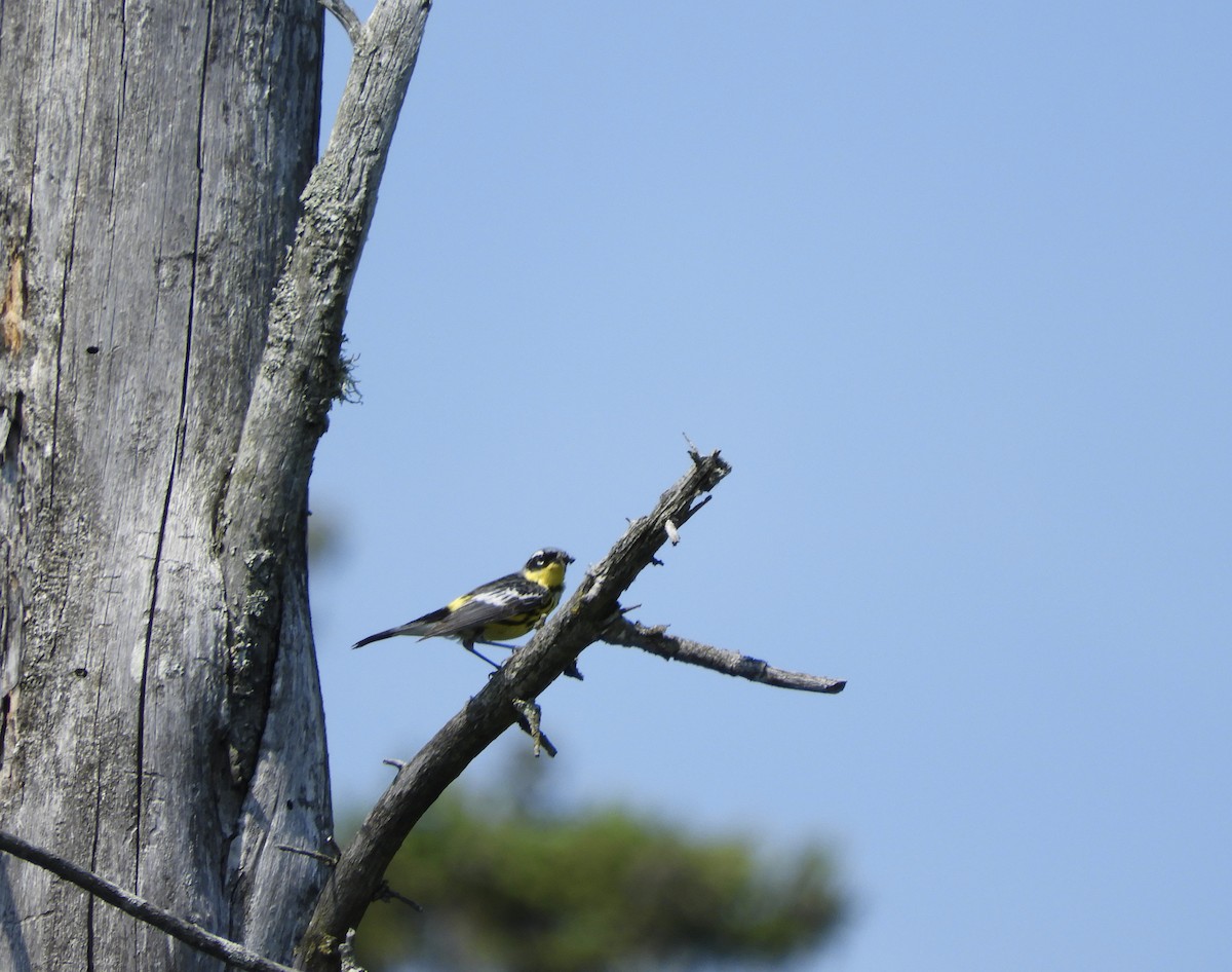 Magnolia Warbler - ML620624840