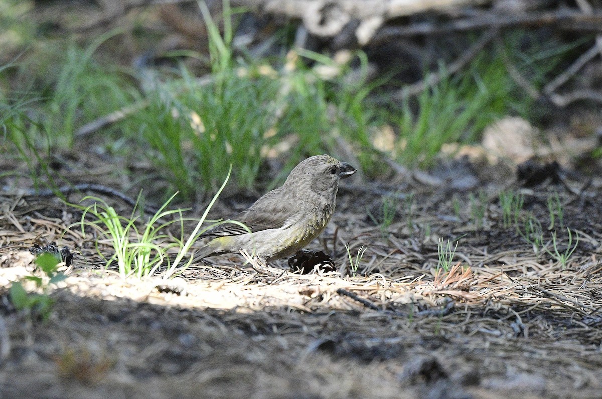 Cassia Crossbill - ML620624842