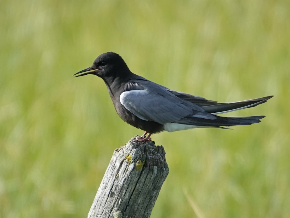 Black Tern - ML620624852