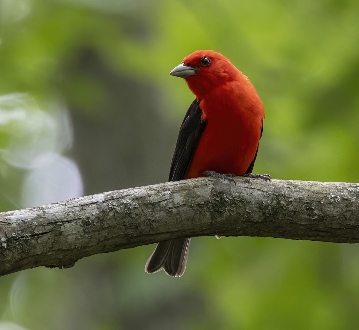 Scarlet Tanager - ML620624857