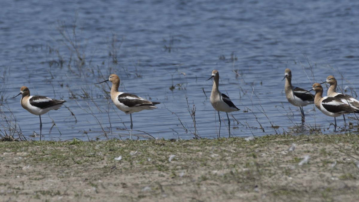 Avoceta Americana - ML620624862