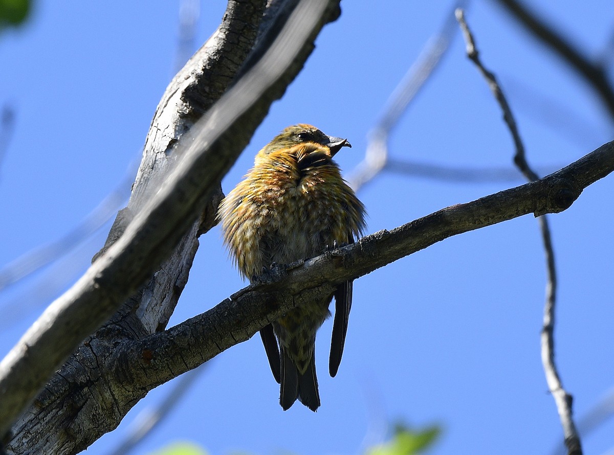 Cassia Crossbill - ML620624870