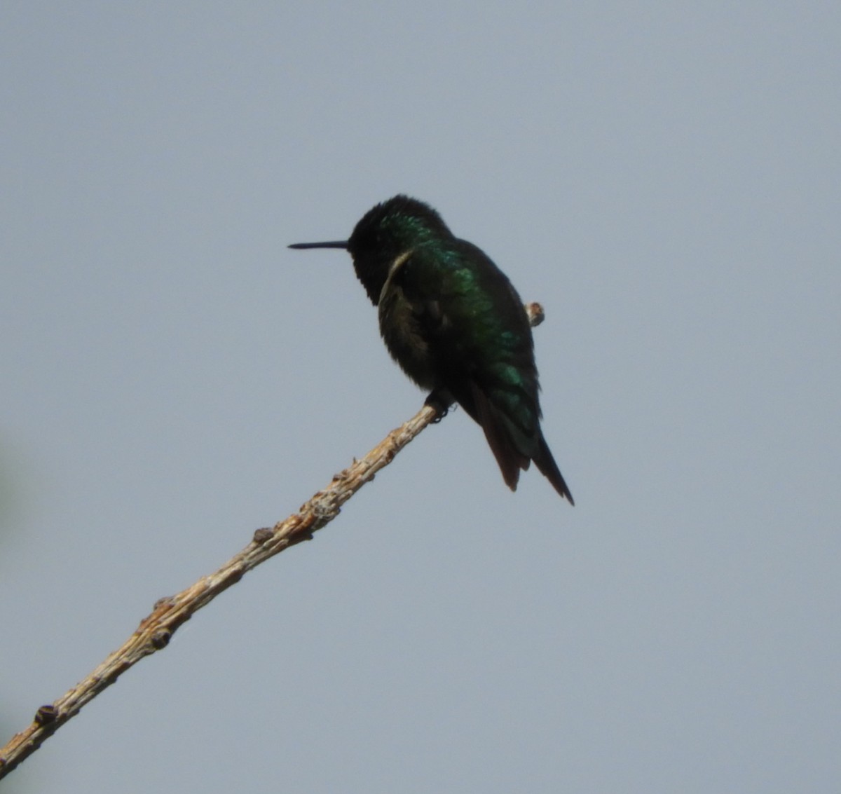 Colibri à gorge rubis - ML620624871