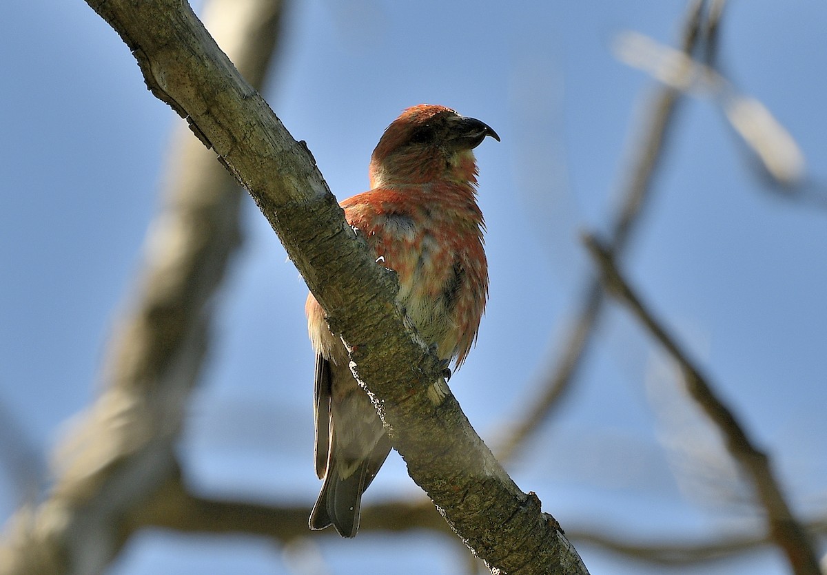 Cassia Crossbill - ML620624873