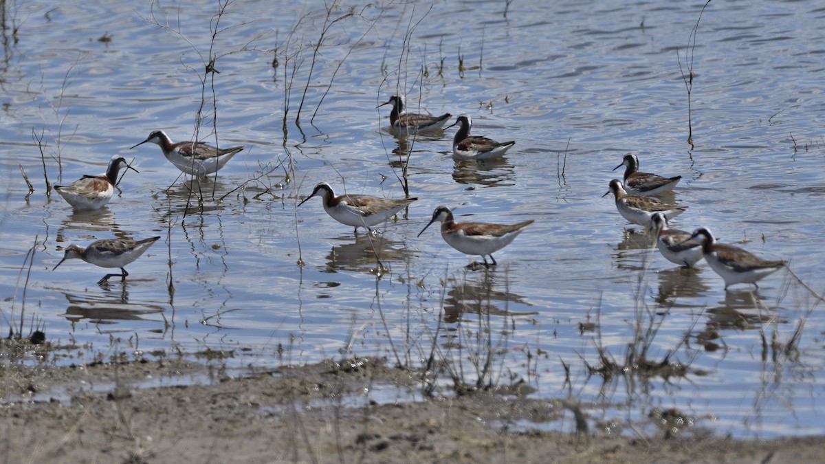 Wilson's Phalarope - ML620624875