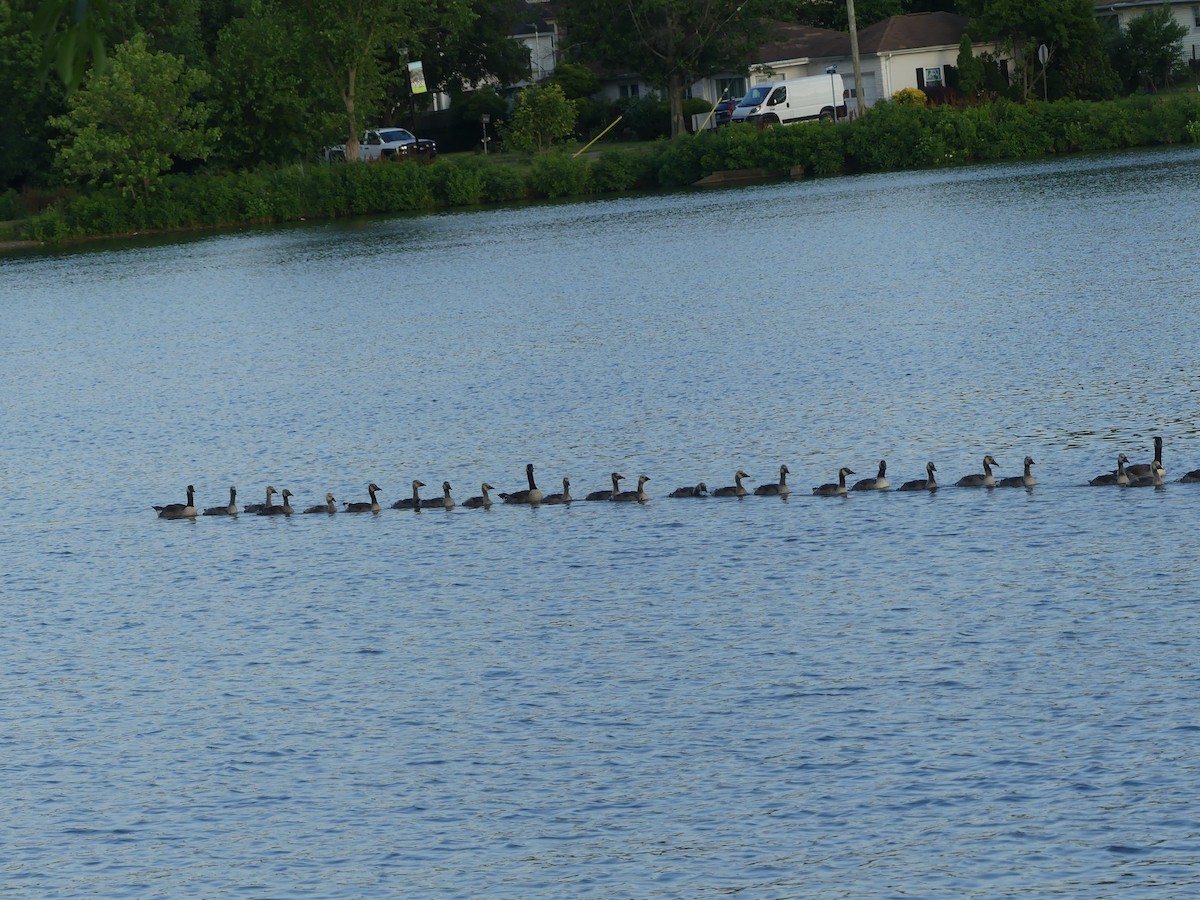 Canada Goose - ML620624876