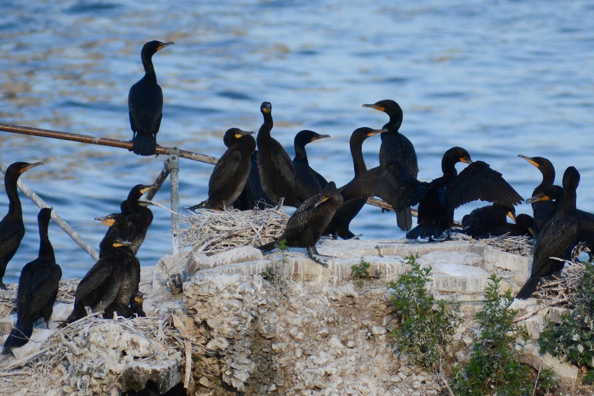 Double-crested Cormorant - ML620624878