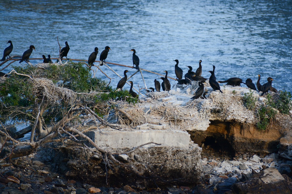 Double-crested Cormorant - ML620624879