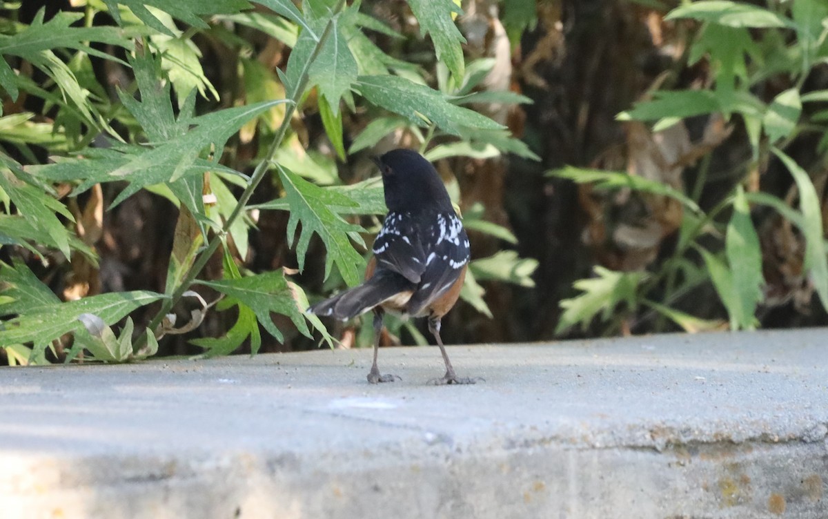 Spotted Towhee - ML620624880