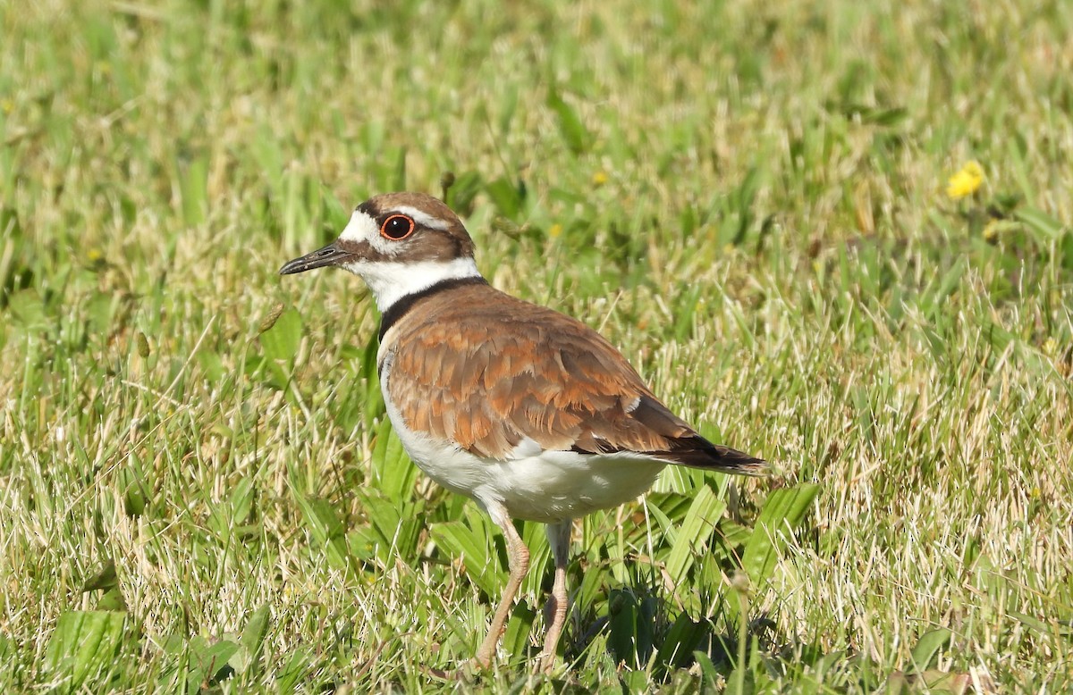 Killdeer - ML620624881