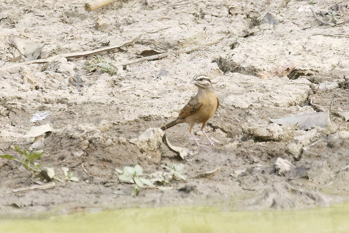 Gosling's Bunting - ML620624882