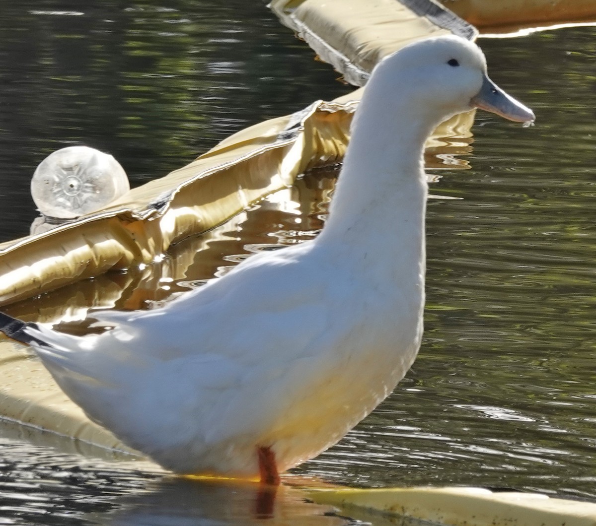 Canard colvert (forme domestique) - ML620624883