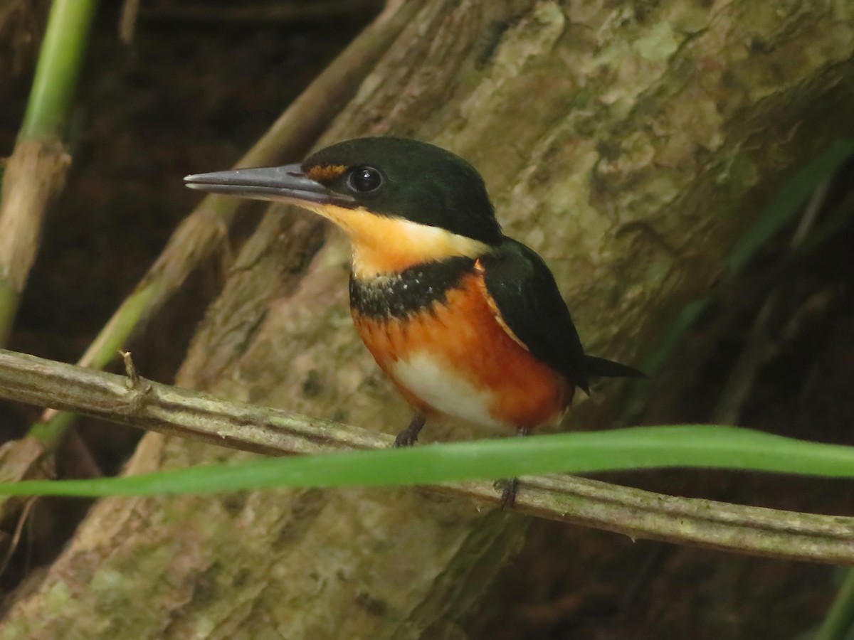 American Pygmy Kingfisher - ML620624885