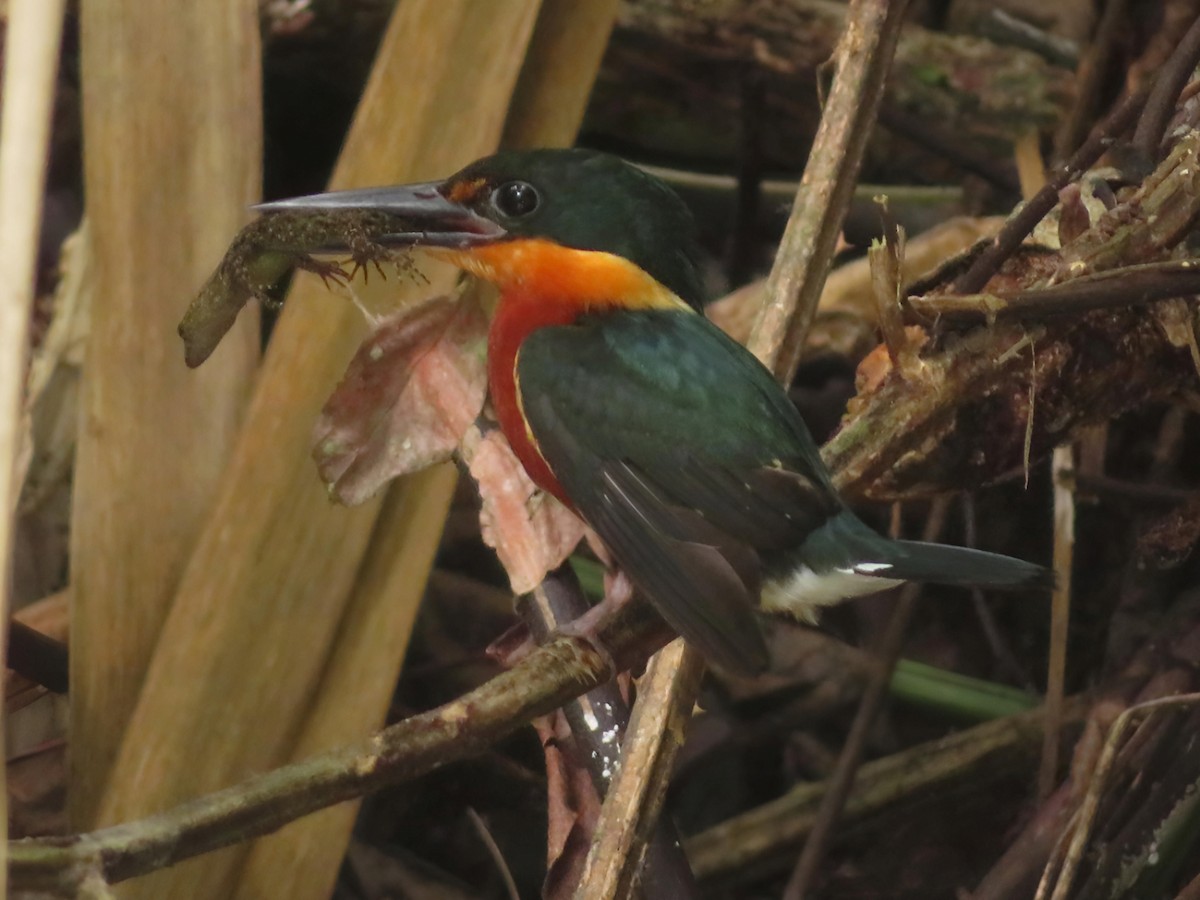 American Pygmy Kingfisher - ML620624886