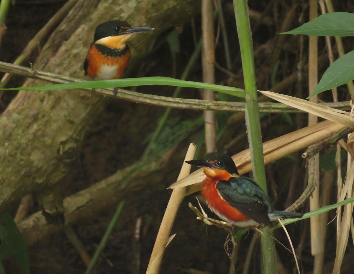 American Pygmy Kingfisher - ML620624887