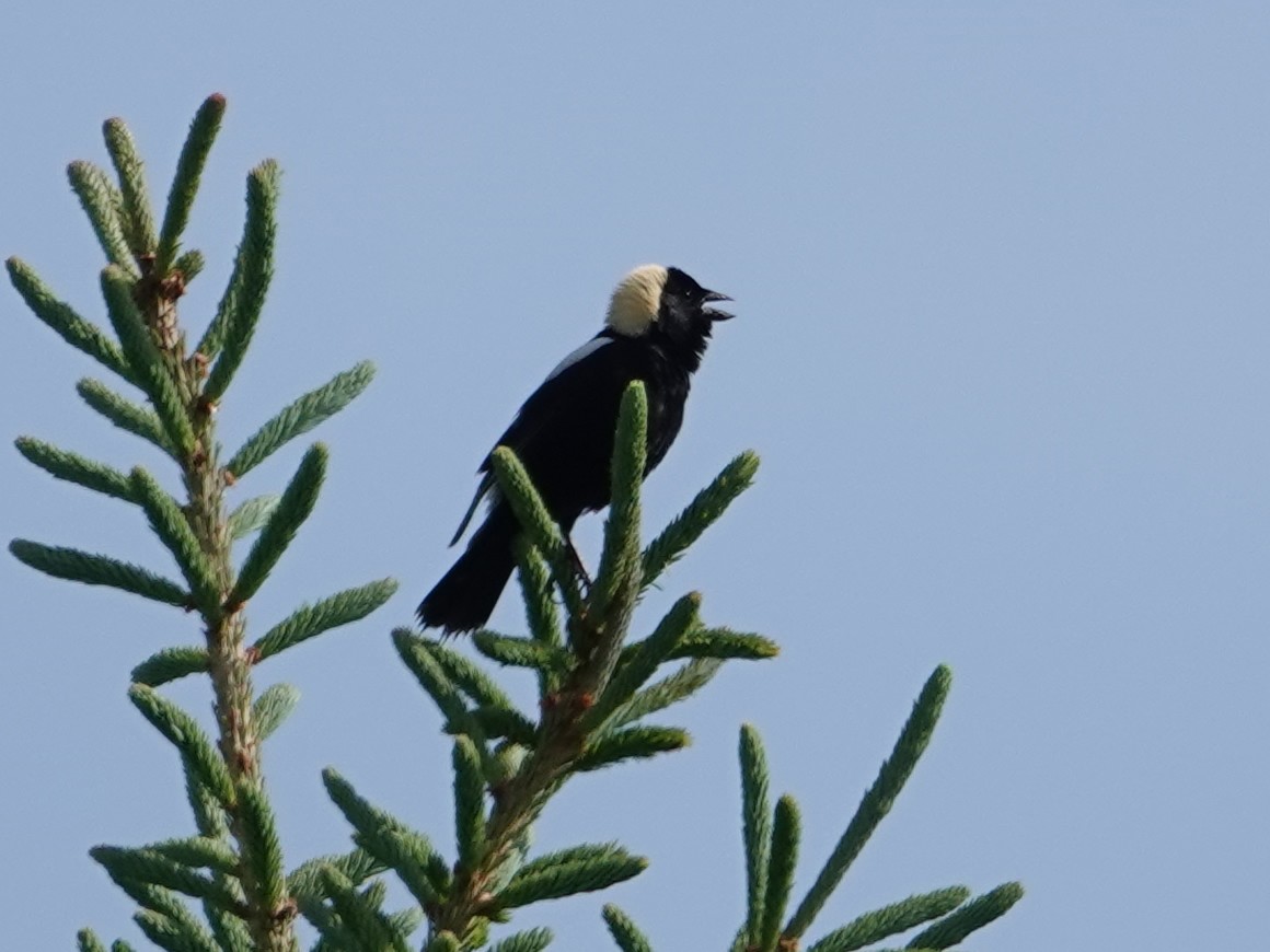 bobolink americký - ML620624888