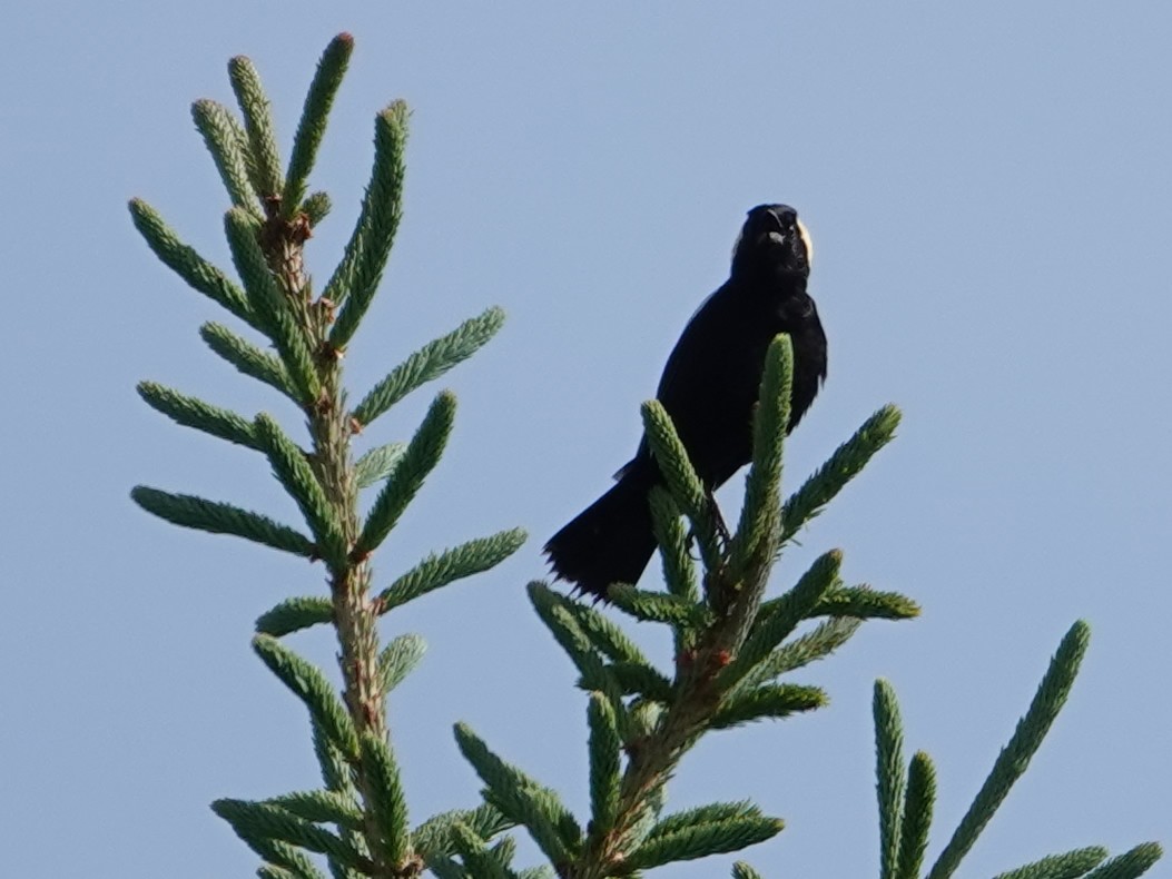 bobolink americký - ML620624889