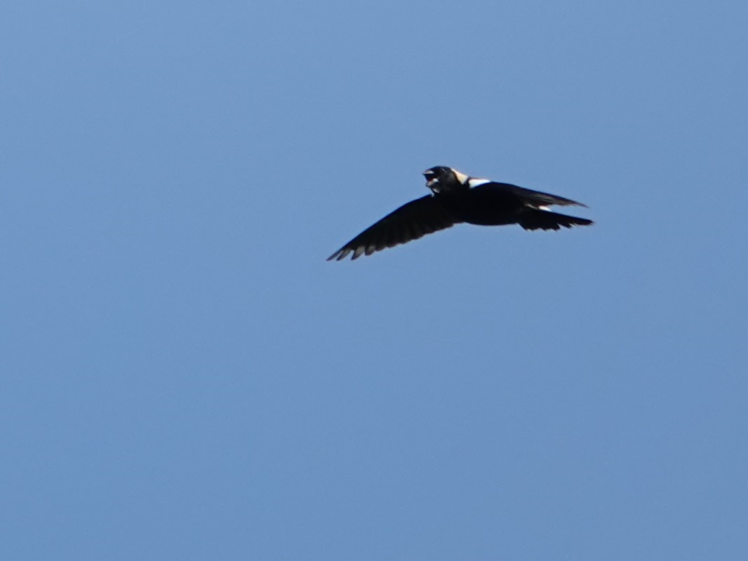 bobolink americký - ML620624890