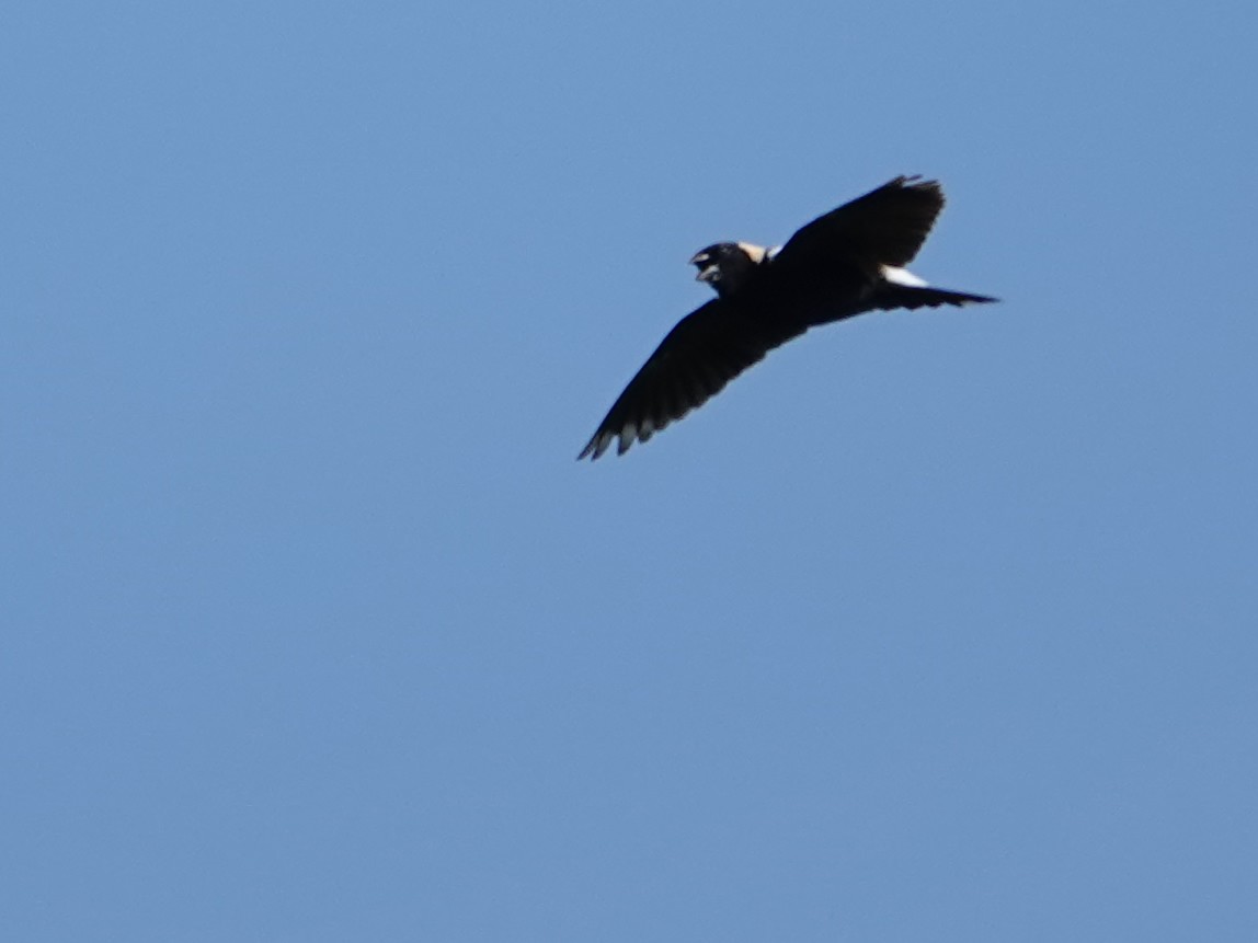 bobolink americký - ML620624891