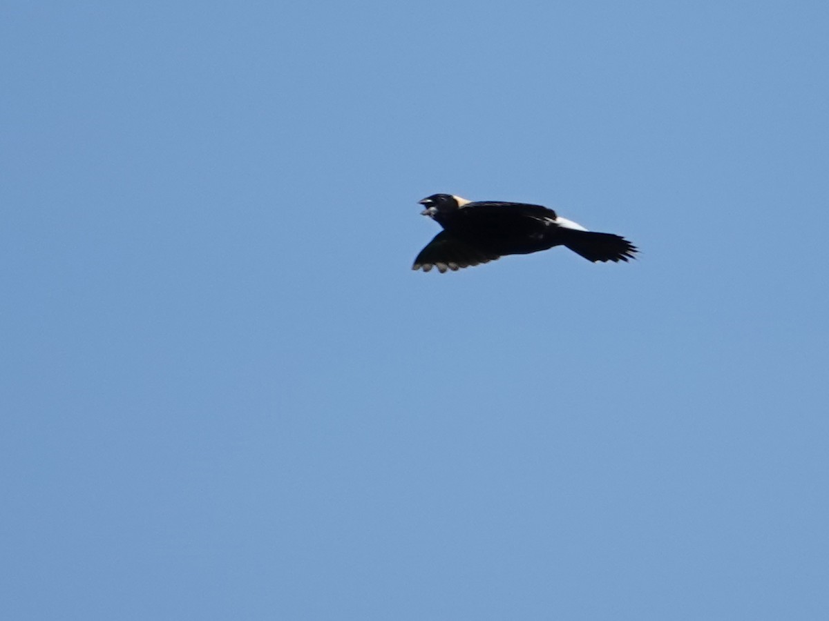 bobolink americký - ML620624892