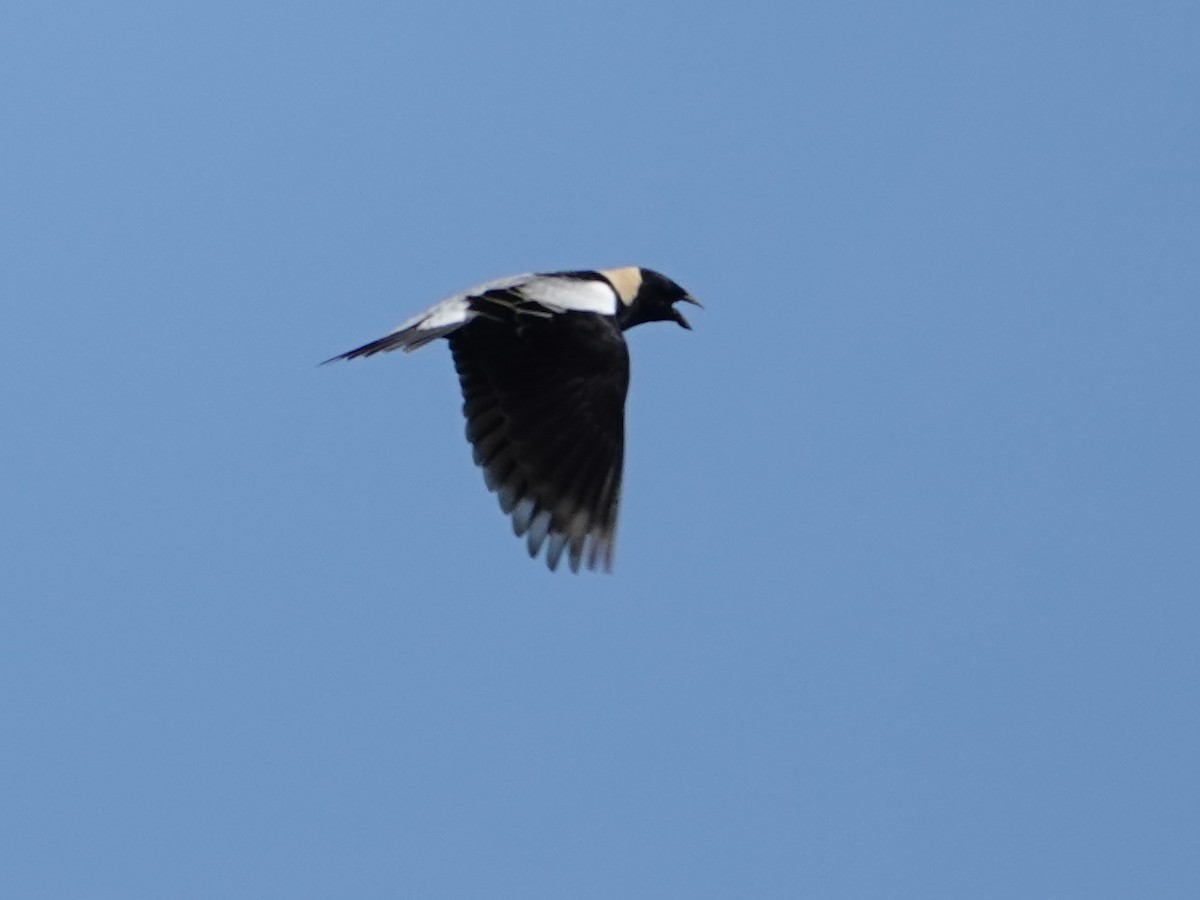 bobolink americký - ML620624893