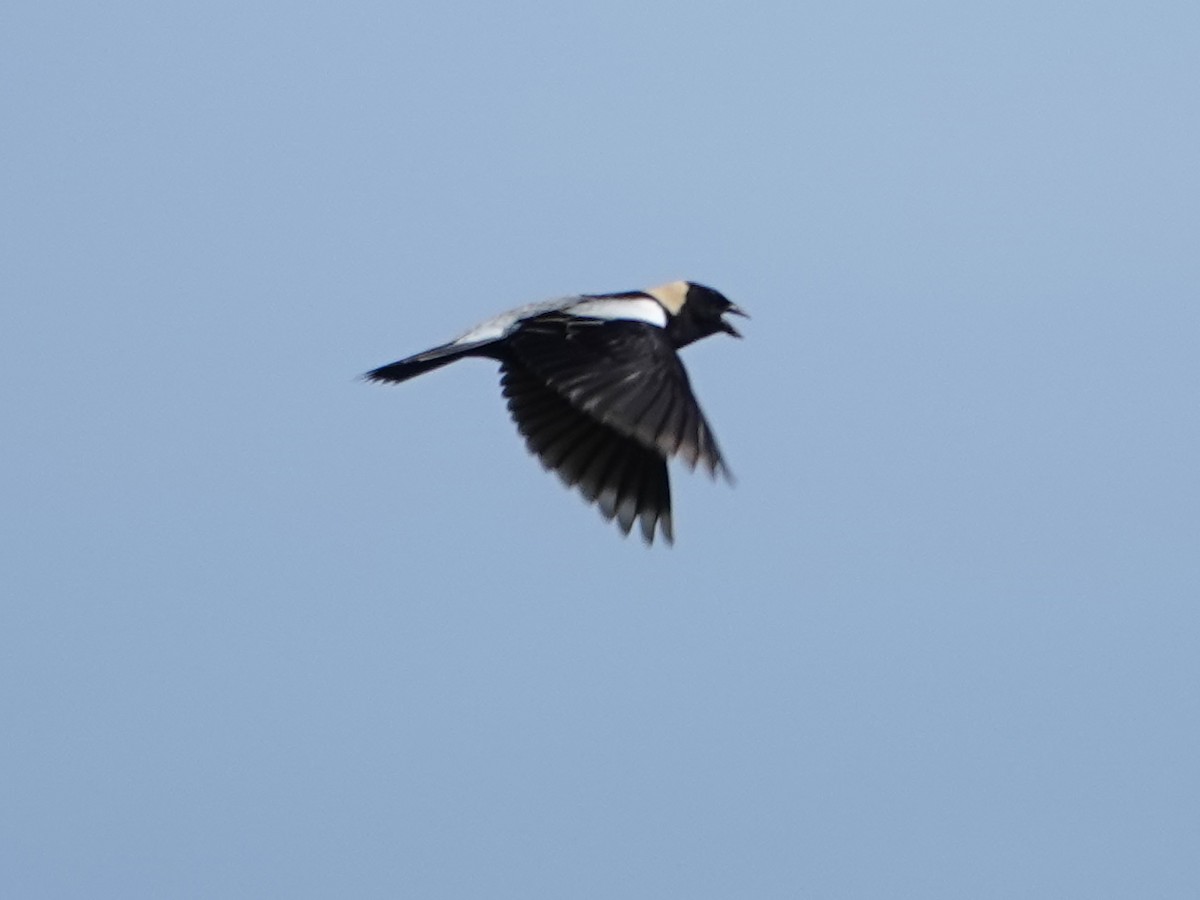 bobolink americký - ML620624894