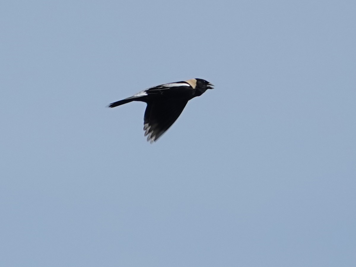 bobolink americký - ML620624895