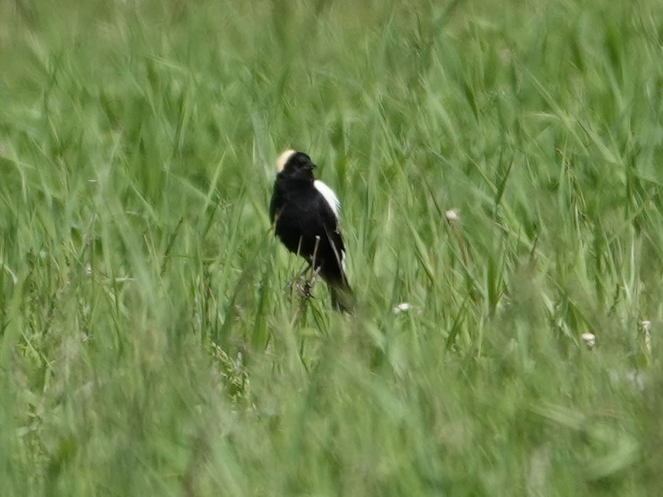 bobolink americký - ML620624896