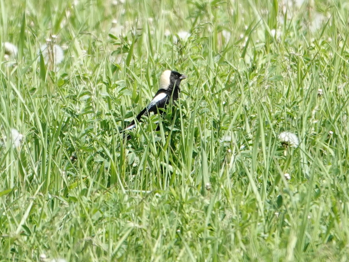 bobolink americký - ML620624897