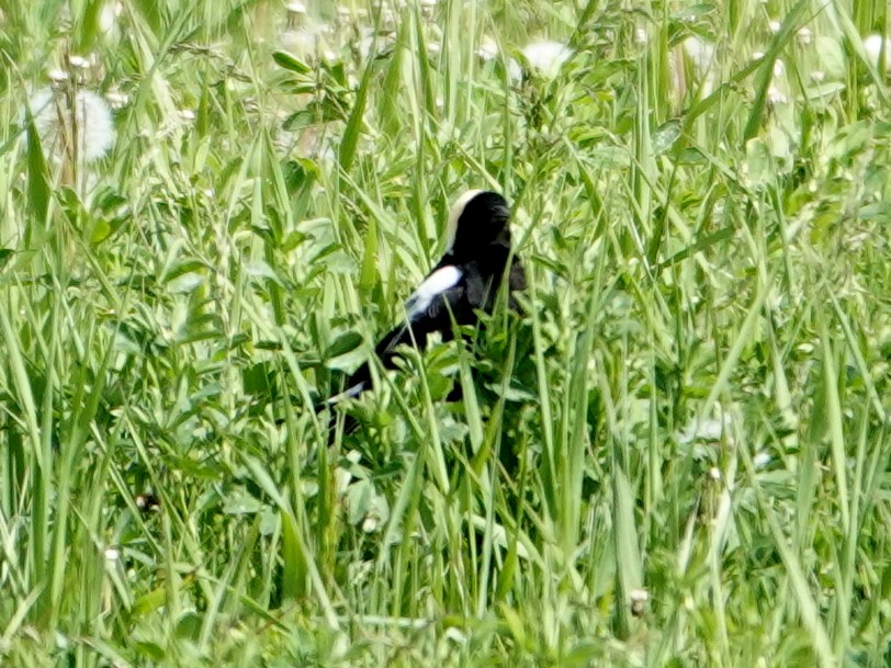 bobolink americký - ML620624898