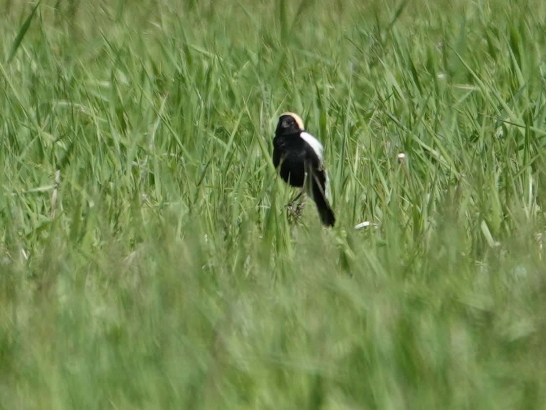 bobolink americký - ML620624900