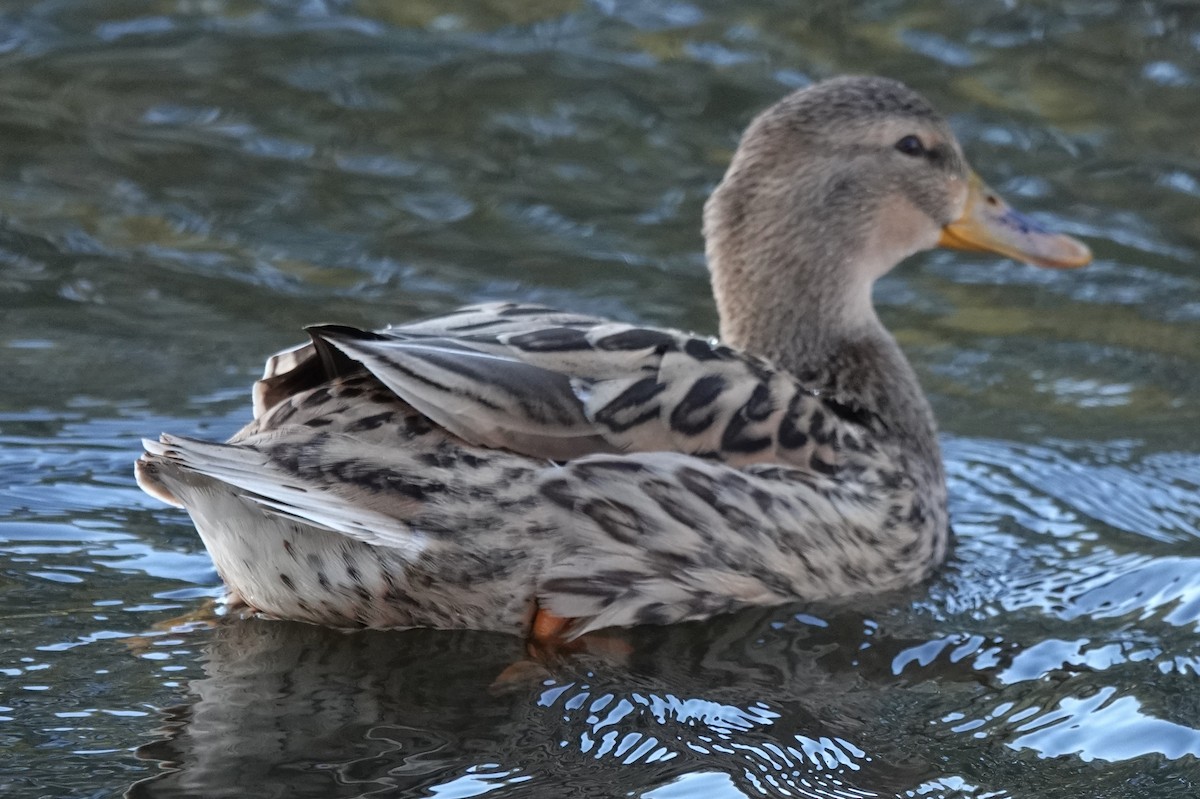 Mallard x Pacific Black Duck (hybrid) - ML620624905