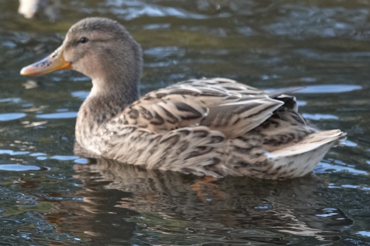 Mallard x Pacific Black Duck (hybrid) - ML620624906