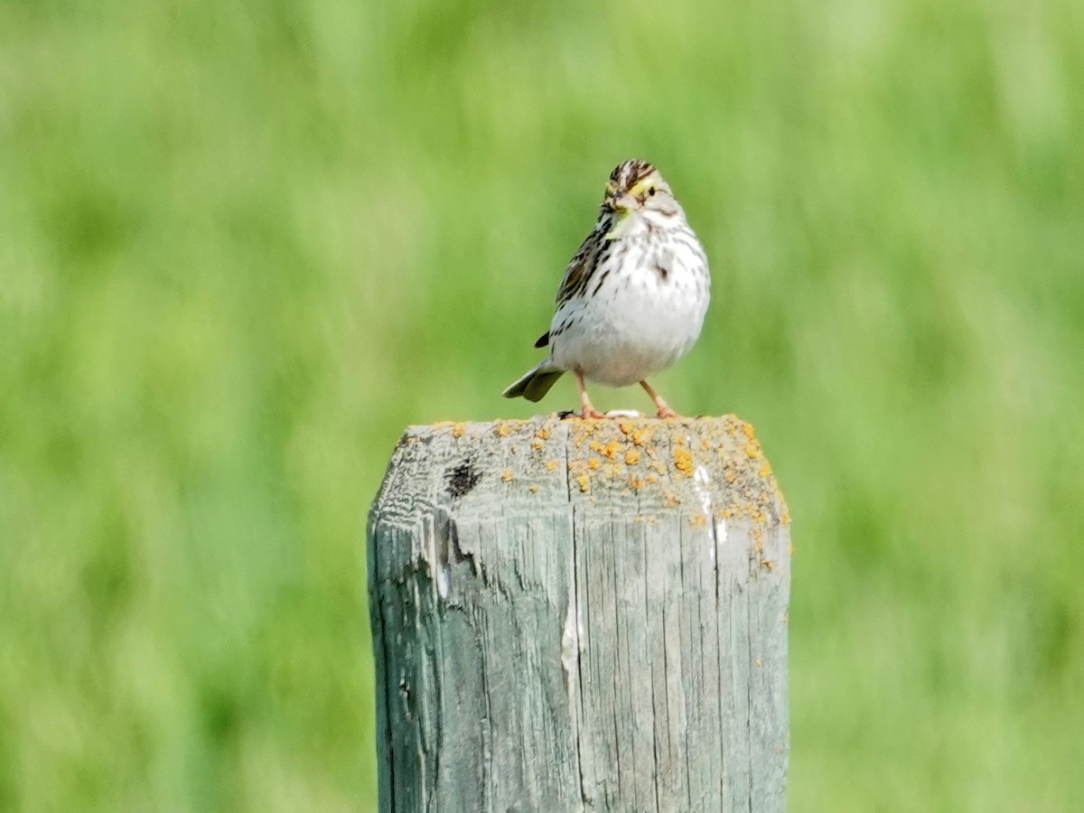 Savannah Sparrow - ML620624907