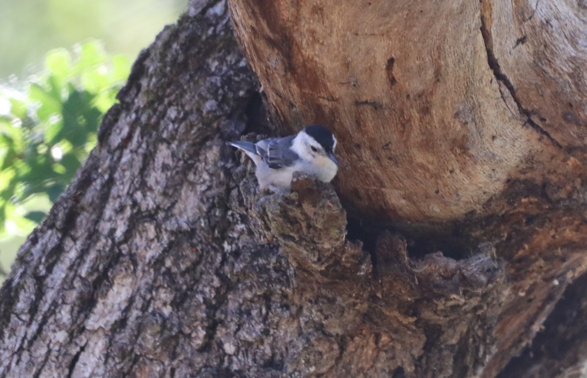 White-breasted Nuthatch - ML620624910