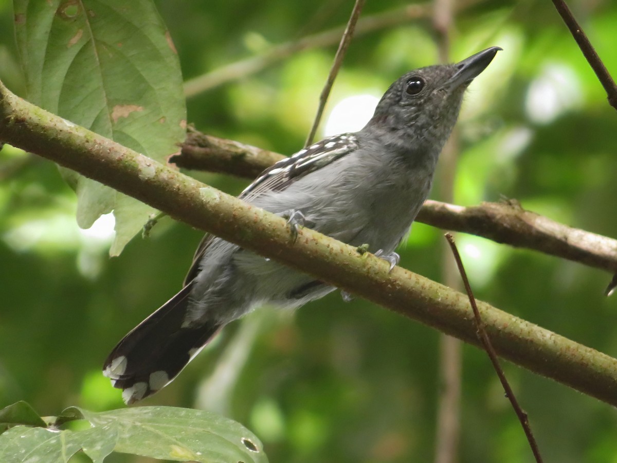 Black-crowned Antshrike - ML620624912