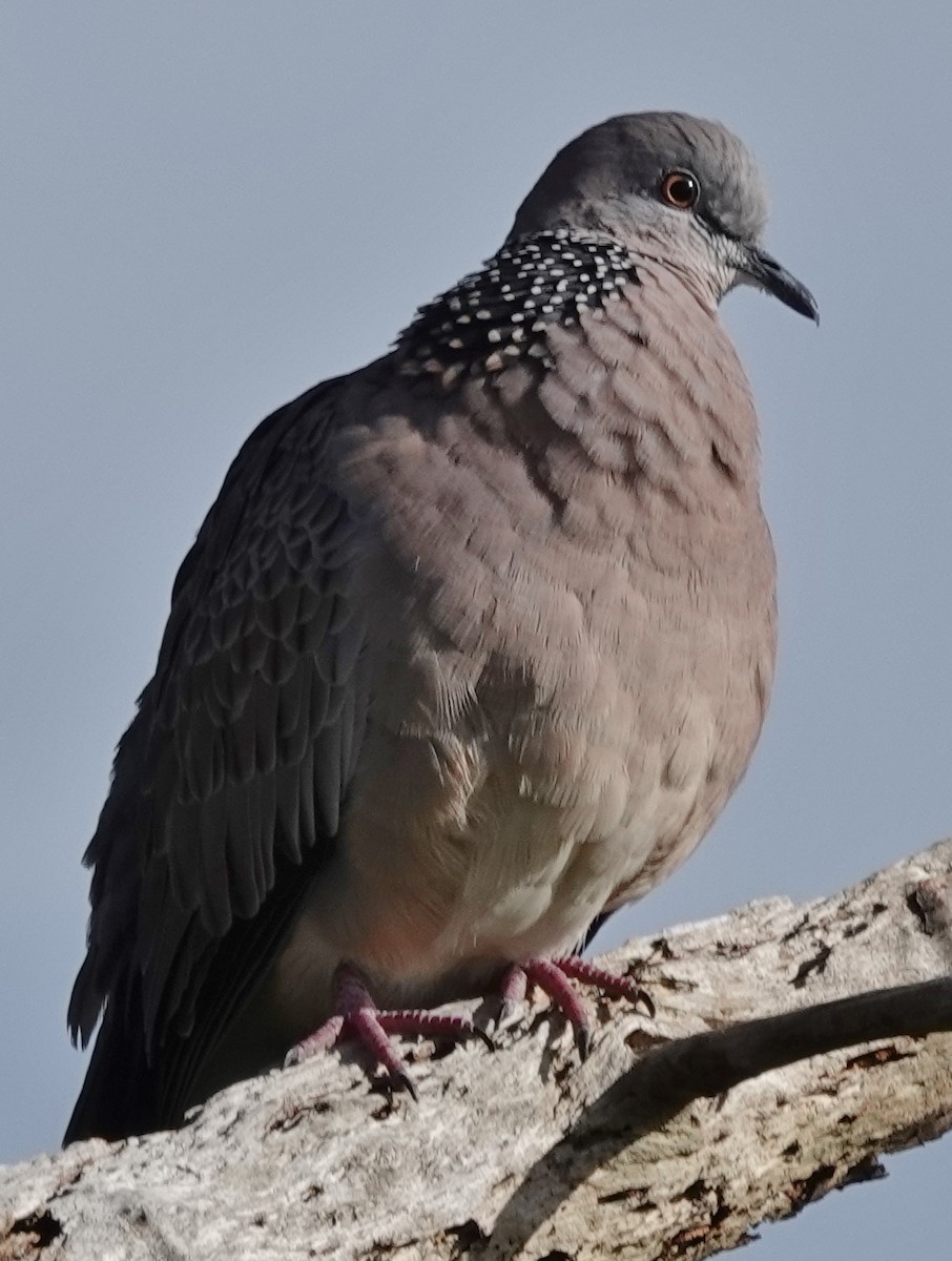 Spotted Dove - ML620624913