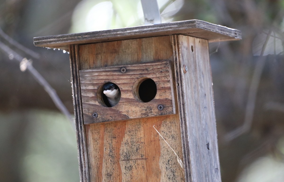 Tree Swallow - ML620624915